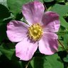 Wild Rose